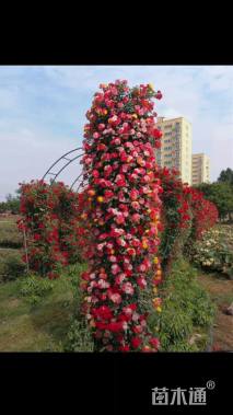 冠幅80厘米月季花球