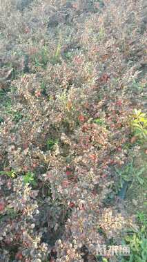 高度35厘米红花继木小苗