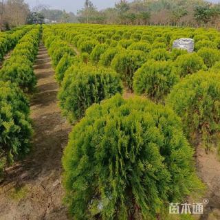 冠幅140厘米洒金柏球