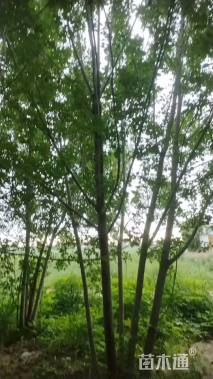 高度45厘米丛生白蜡