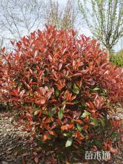 冠幅80厘米红叶石楠球