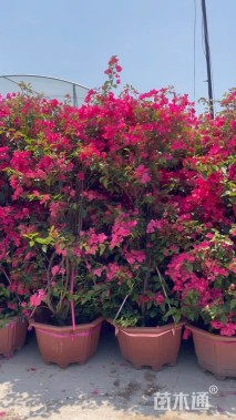 高度180厘米三角梅