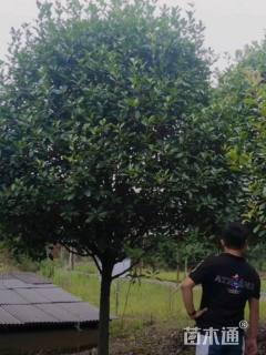 10公分红叶石楠