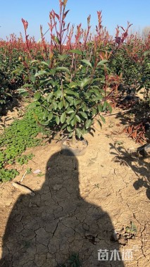 0.8公分红叶石楠