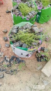 高度20厘米美女樱