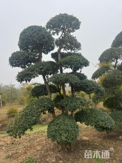 15公分造型小叶女贞