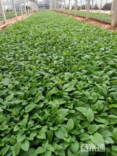 高度15厘米松果菊