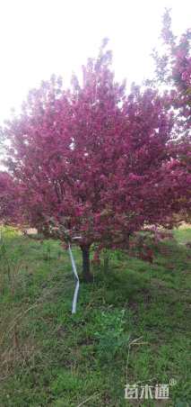 12公分北美海棠