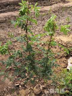 高度50厘米黄刺玫