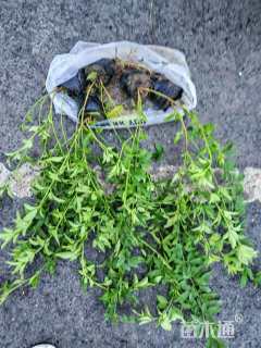 高度30厘米云南黄馨