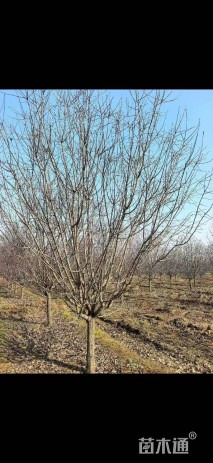 11公分红宝石海棠