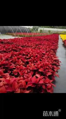 高度20厘米彩叶草