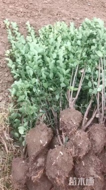 高度110厘米北海道黄杨