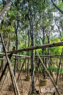 10公分黄花风铃木