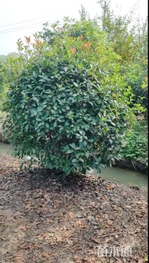 冠幅180厘米红叶石楠球