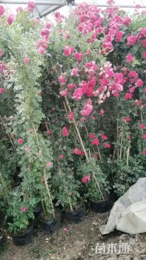 高度200厘米木香