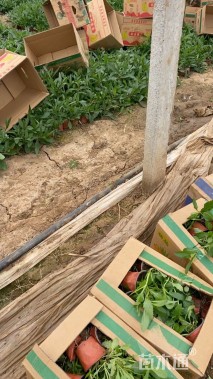 高度26厘米马鞭草