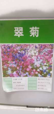 亦运林篆翠菊种子