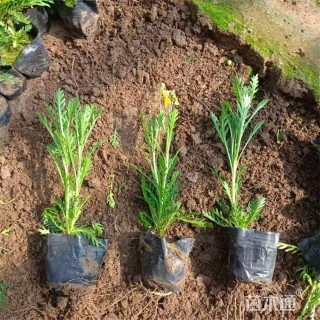 高度28厘米木春菊