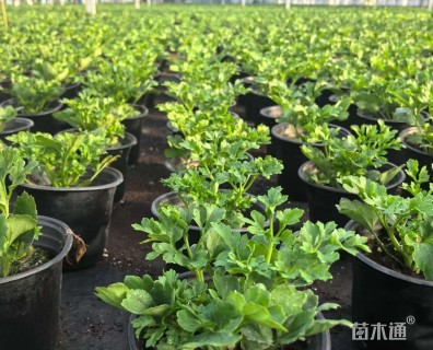 高度10厘米花毛茛