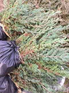 高度15厘米匍地柏