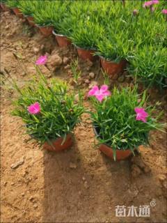 高度20厘米欧石竹