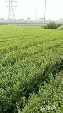 高度40厘米水腊