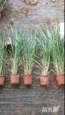 高度80厘米金红羽狼尾草