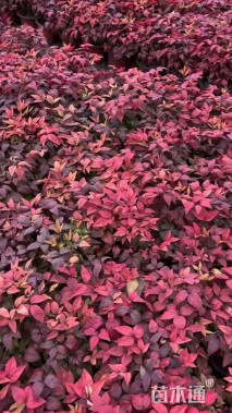 高度25厘米火焰南天竹