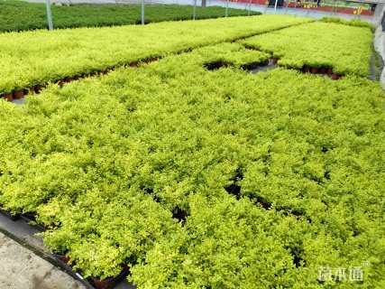 高度20厘米亮金女贞