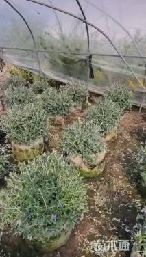 高度40厘米水果兰球