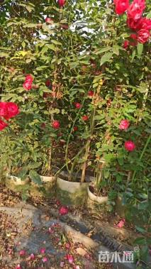 150厘米藤本月季