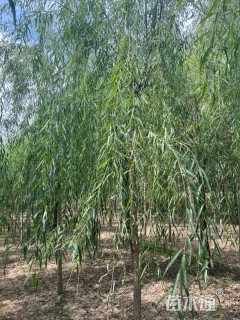 8公分柳树
