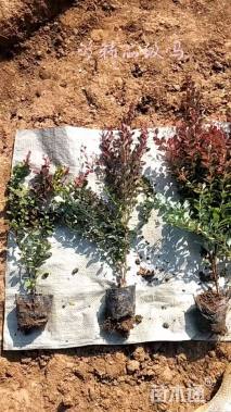 高度40厘米红叶小檗