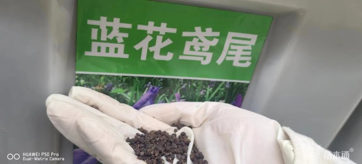 鸢尾种子
