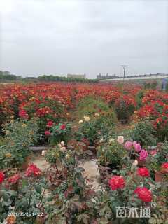 高度150厘米月季