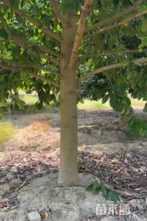 15公分乐昌含笑