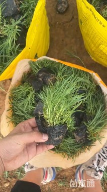 高度10厘米地被石竹