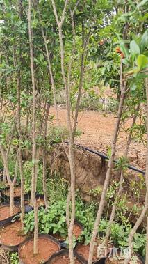 高度150厘米石榴