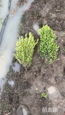 高度40厘米黄杨