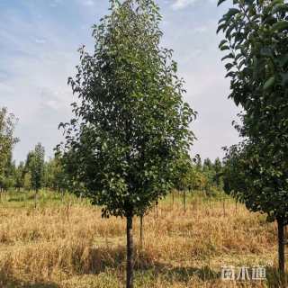 13公分彩叶豆梨