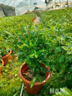 高度50厘米胡椒木小红盆