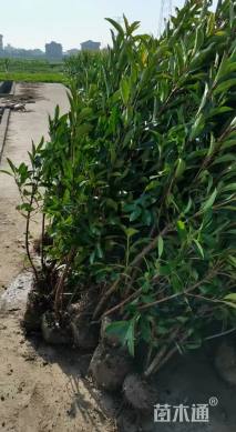 高度150厘米青珊瑚