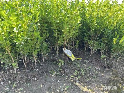 高度15厘米瓜子黄杨