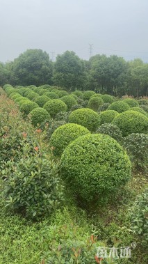 冠幅50厘米金叶女贞球