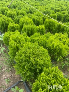 冠幅100厘米洒金柏球