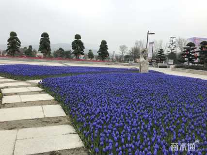 10公分樱花