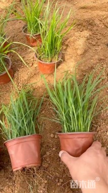 高度30厘米狼尾草