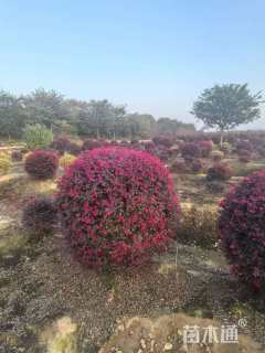 冠幅200厘米红花继木球