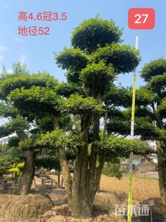 40公分造型椤木石楠